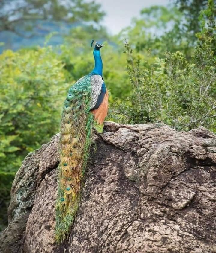 Nature Park Udawalawe Zewnętrze zdjęcie